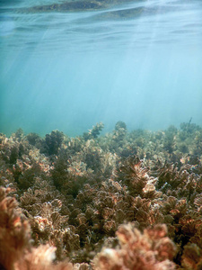 水下淡水植物群河流湖泊池塘