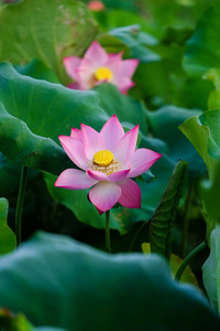 花园里的莲花花