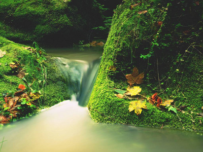 魔法森林小河在秋天与石头青苔蕨和下落的叶子