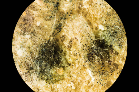 绿色霉菌在变质食品上的传播, 通过显微镜观察