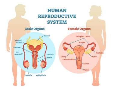 人类生殖系统矢量图示图, 男性和女性