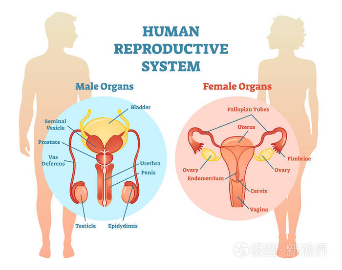 人类生殖系统矢量图示图, 男性和女性