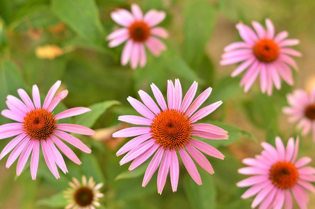 松果菊属植物，紫锥菊类似雏菊，据信有助于身体自愈及抗感染