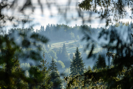 斯洛伐克喀尔巴阡山秋天与绿色森林