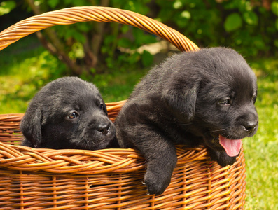 可爱的拉布拉多猎犬小狗在野餐篮里。
