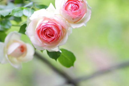 情人节, 粉红玫瑰, 3月8日, 贺卡与鲜花在节日, 自然背景, 粉红色的花朵在流行艺术风格, 艺术
