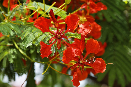 皇家Poinciana火花Delonix Regia