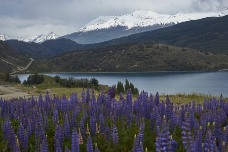 巴塔哥尼亚的春天羽扇在北巴塔哥尼亚的拉戈将军的岸边开花, 智利