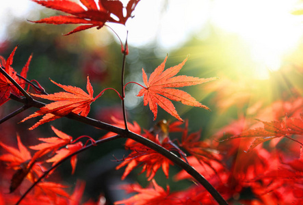 明亮的红色日本槭树或宏大黄叶子在秋天