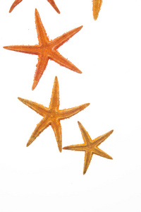 孤立在白色背景上的 starfishes