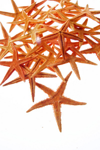 孤立在白色背景上的 starfishes