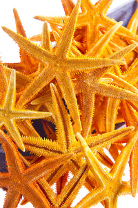 孤立在白色背景上的 starfishes