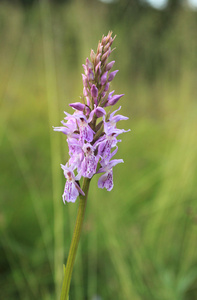 dactylorhiza 兰花