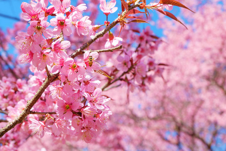 春天美丽的粉红色樱花盛开。自然背景樱花粉红花