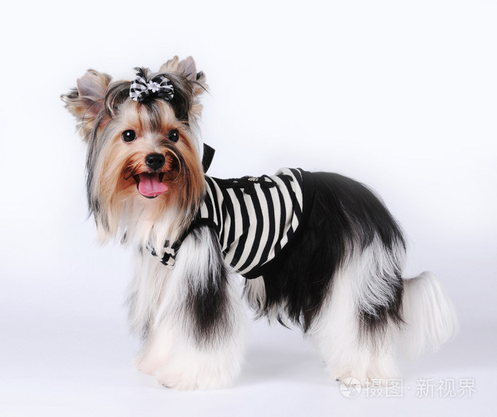 比约克夏犬肖像