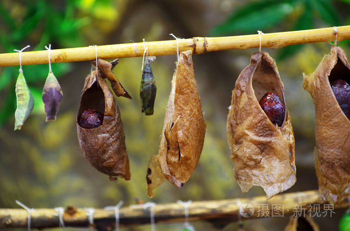 蝴蝶从茧