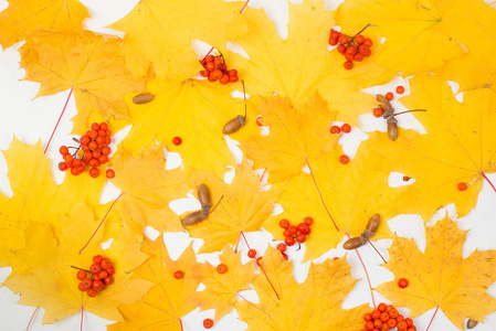 秋天的概念。黄色的叶子, 浆果和橡子在白色背景与空间为文本