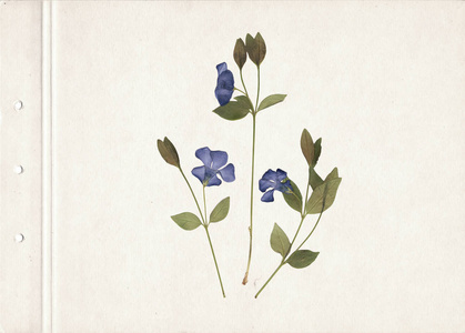 按下及干草药。扫描的图像。老式的植物标本馆背景旧纸上。草纸板上的蓝色小花的组成