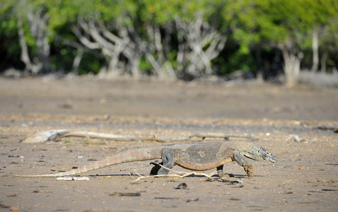 komodo龙varanus komodoensis