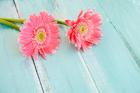 粉红色的花朵在老式的木制蓝色油漆背景, 老式粉彩色调概念花卉的春天或夏季背景