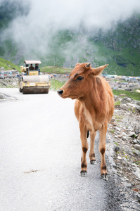 山路上的小牛和压路机图片