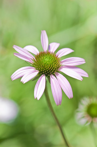 松果菊属植物，紫锥菊类似雏菊，据信有助于身体自愈及抗感染