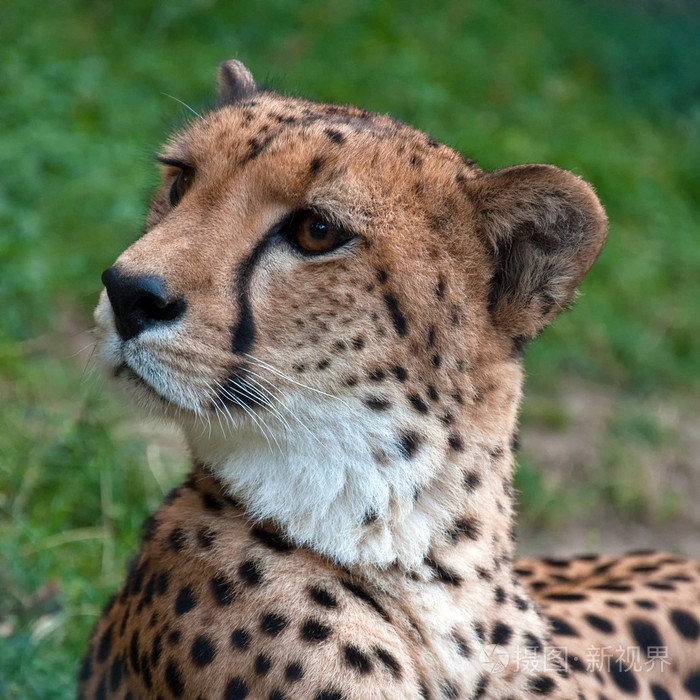 Cheetah