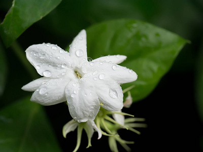 白色的茉莉花