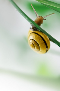 蜗牛 慢性子