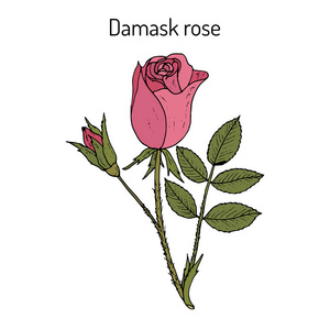 大马士革观赏药用植物玫瑰花