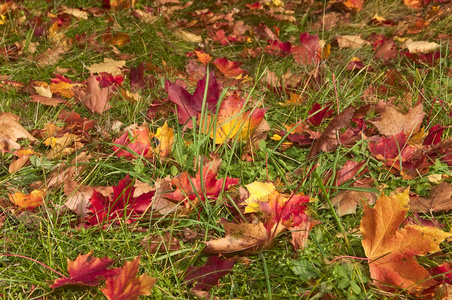 秋天的草坪