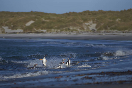 巴布亚企鹅 Pygoscelis 巴布亚 在福克兰群岛海狮岛海上喂完奶后上岸