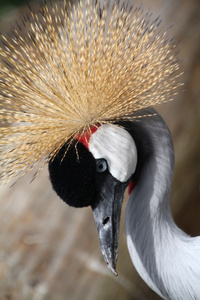 美丽多彩的灰冠鹤