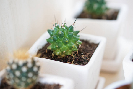 白陶盆仙人掌植物