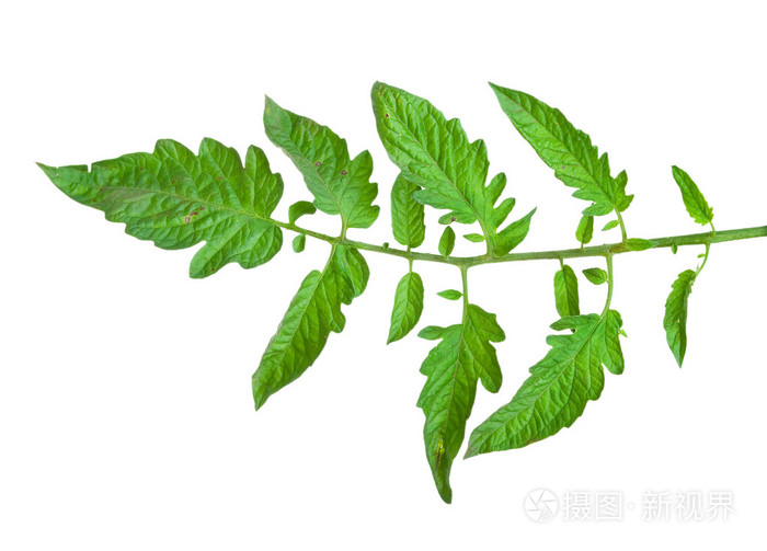 番茄叶
