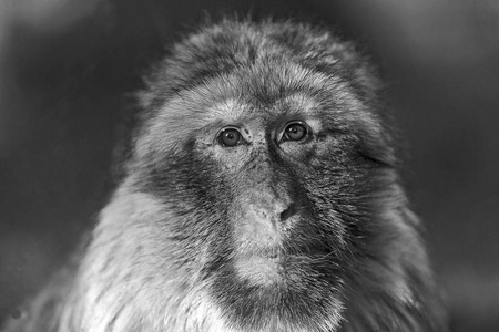 巴巴里猕猴 猕猴西尔瓦努斯塞耶, 一只猕猴的脸特写