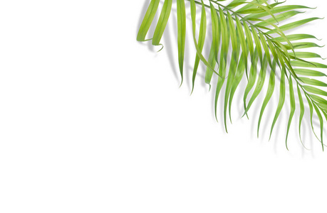 热带棕榈叶在白色背景上。最小的性质。夏季