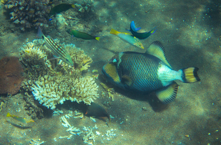 在海底触发鱼。热带鱼在海边引爆。珊瑚鱼水下照片。Triggerfish 特写。珊瑚礁动物。温暖的热带海岸动物群。野生水族鱼