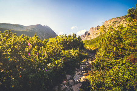 在金色的光芒山风景