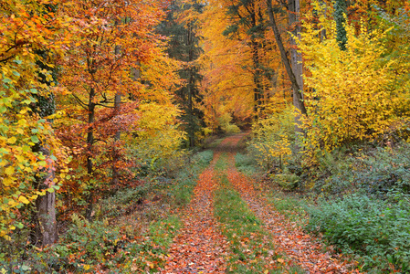 在秋天的山毛榉树森林的走道