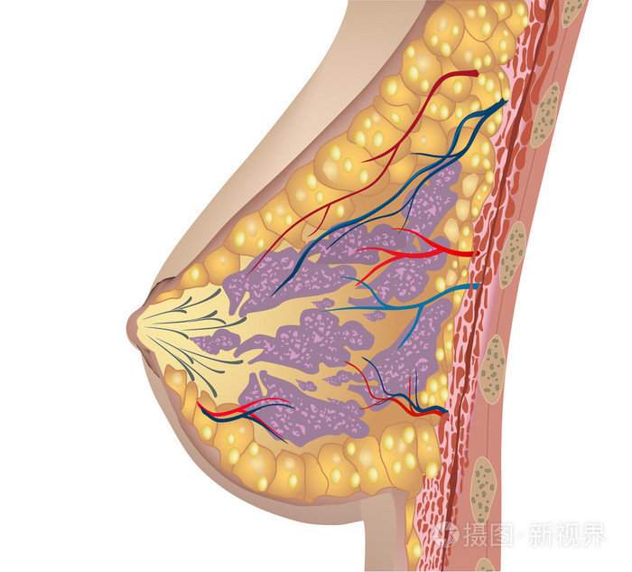 乳房的解剖 向量
