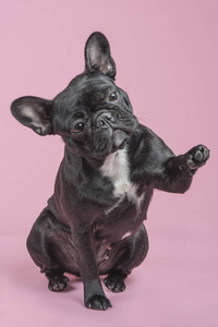 可爱的法国斗牛犬举起爪子给高五在粉红色的背景