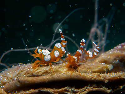 海葵上的小虾