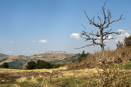 巴利卡塔意大利夏季靠近前萨的景观
