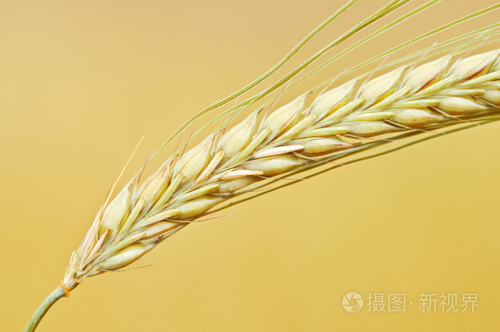 成熟的黄色小麦