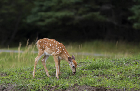 白尾鹿在草地里觅食