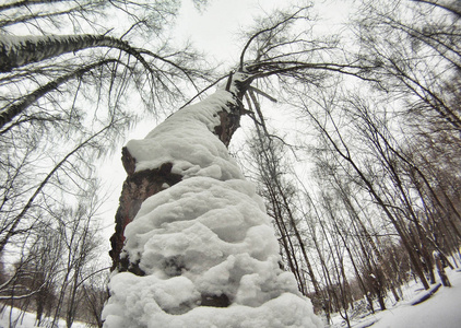 雪中的树是最底层的风景