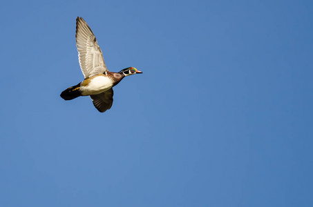 在蓝色的天空中飞翔的男木鸭