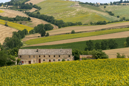 夏季意大利与向日葵农场的景观
