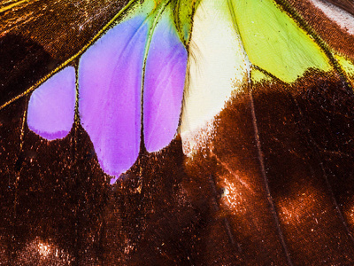 紫斑燕翅图片